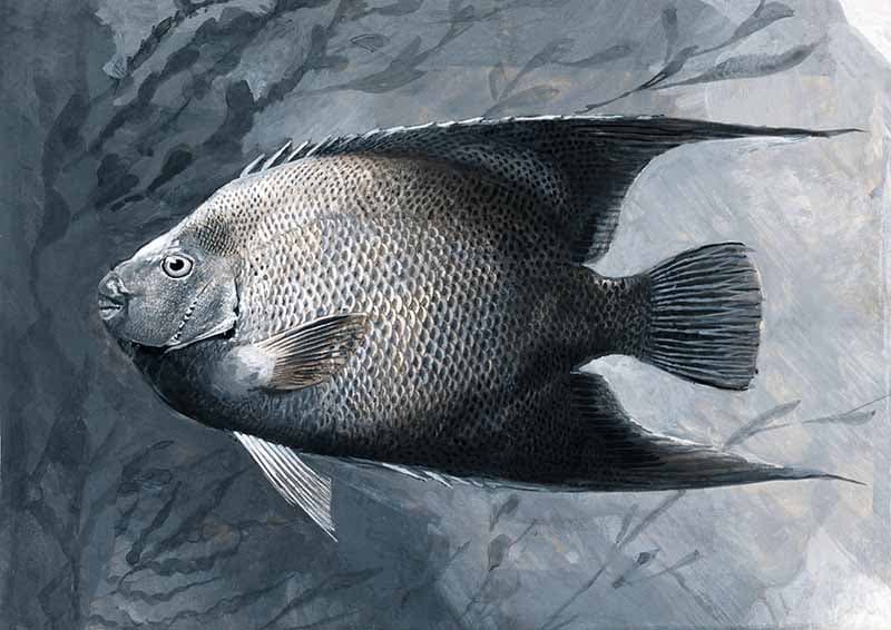 Angel Fish Painting Wallpaper Mural pattern detail