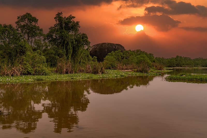 Amazon Rainforest Sunrise Wallpaper Mural pattern detail