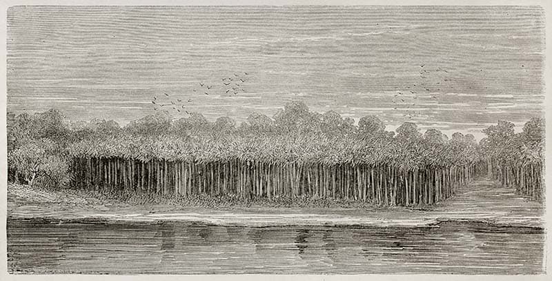 Amazon River Bank Vegetation Wallpaper Mural pattern detail