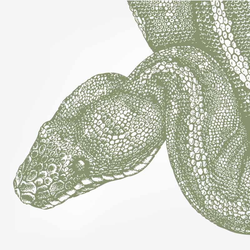 Green Boa Amazon Forest Wallpaper Mural pattern detail