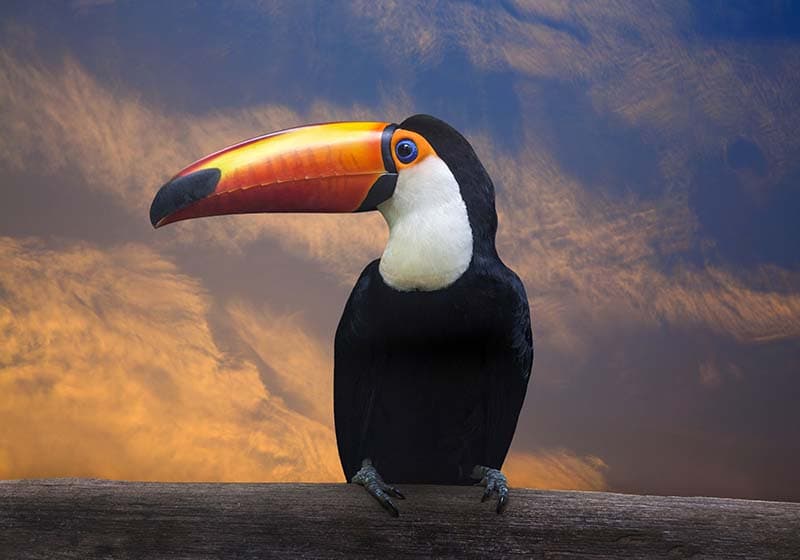 Toucan Amazon Rainforest Bird Wallpaper Mural pattern detail