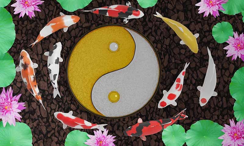 Koi Fish With Yin Yang Feng Shui Wallpaper Mural pattern detail