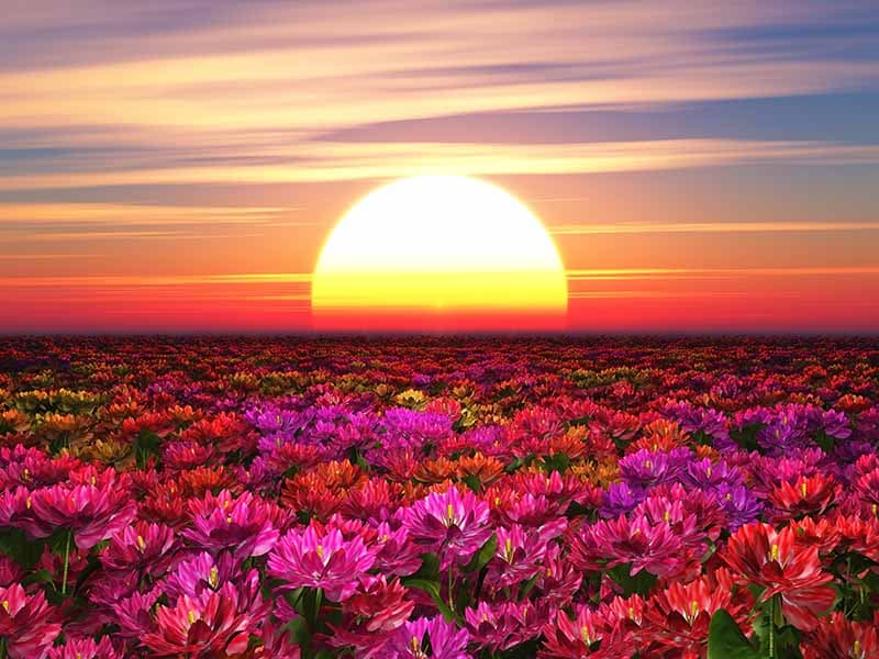 Bhanu, Floral Sunrise Wallpaper Mural pattern detail