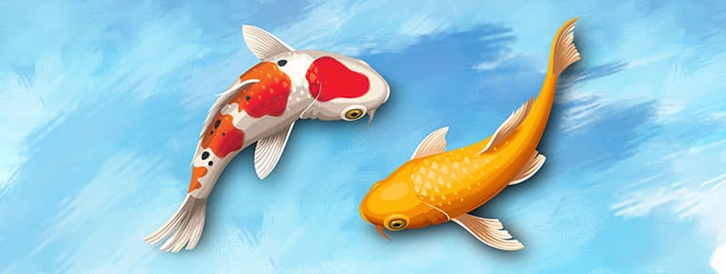 Feng Shui Koi Prosperity Flow Wallpaper Mural pattern detail