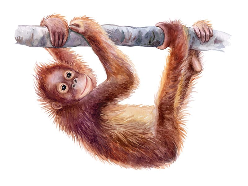 Cheerful Baby Orangutan Wallpaper Mural pattern detail