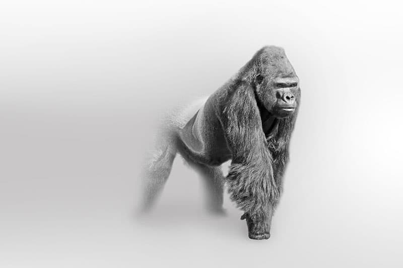 Greyscale Art of A Gorilla Wallpaper Mural pattern detail