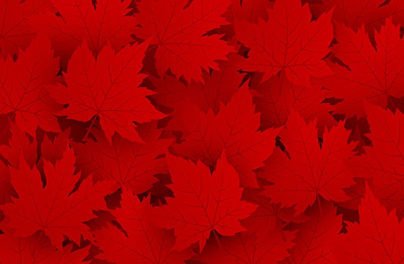 Scarlet Reverie Red Maple Leaf Wallpaper Mural pattern detail