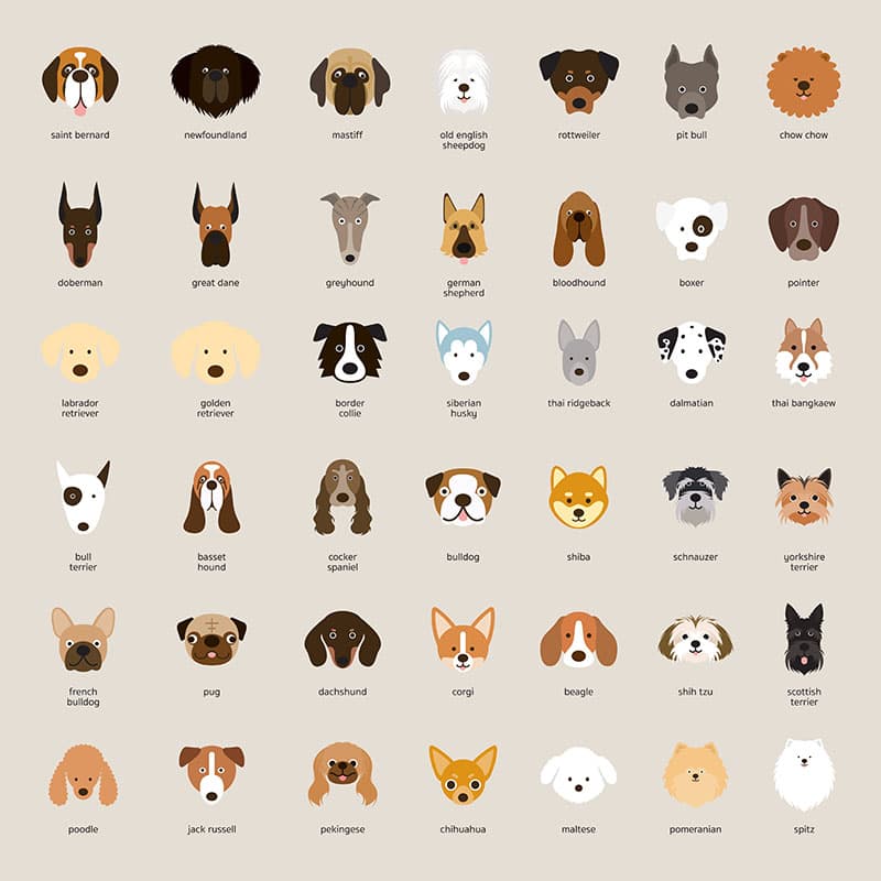 Breed Parade Wallpaper Mural pattern detail