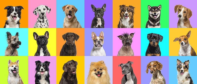 Puppy Patchwork Wallpaper Mural pattern detail