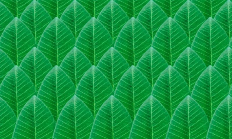 Beautiful Green Leaves Wallpaper Mural pattern detail