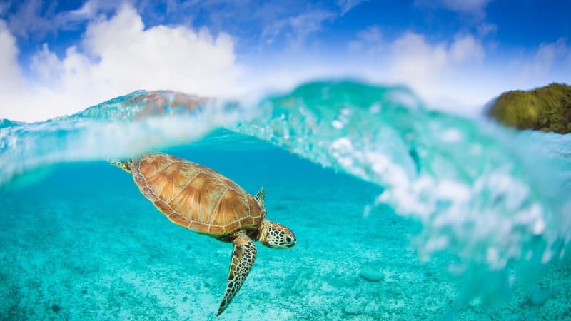 Turtle in Natural Blue Sea Wallpaper Mural pattern detail