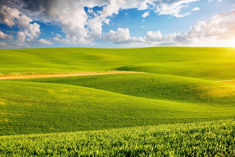 Serene Green Wavy Fields Scenery Wallpaper Mural pattern detail