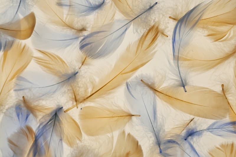 Blue and Beige Feathers Texture Wallpaper Mural pattern detail