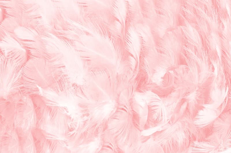 Soft Pink Feathered Bloom Wallpaper Mural pattern detail