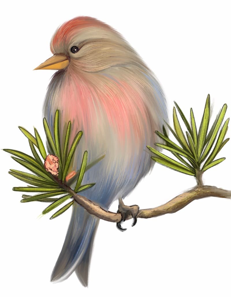 Chirpy, Pastel Bird on Pine Branch Mural pattern detail
