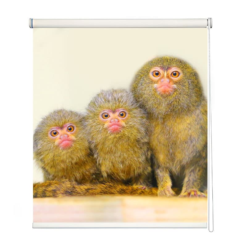 Exotic Marmoset Portrait Roller Blind shown in a room