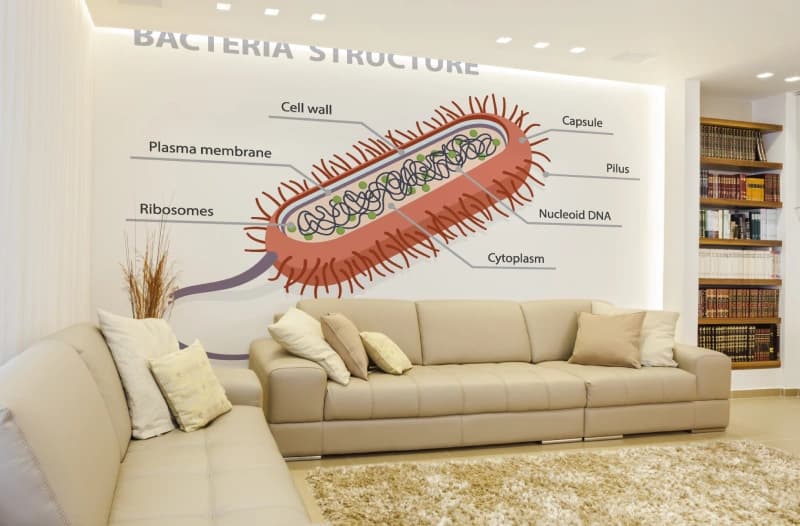 Bacteria Structure Educational Wallpaper shown in a room