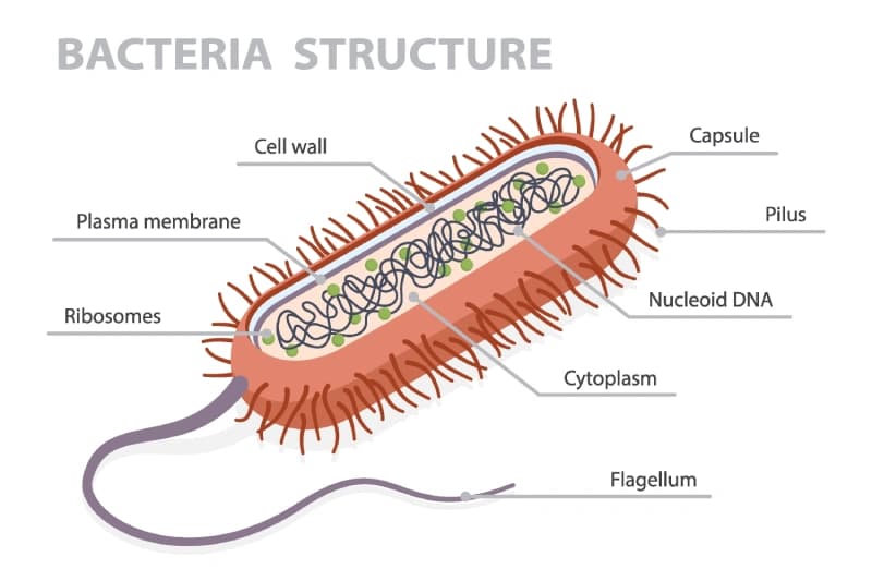 Bacteria Structure Educational Wallpaper pattern detail