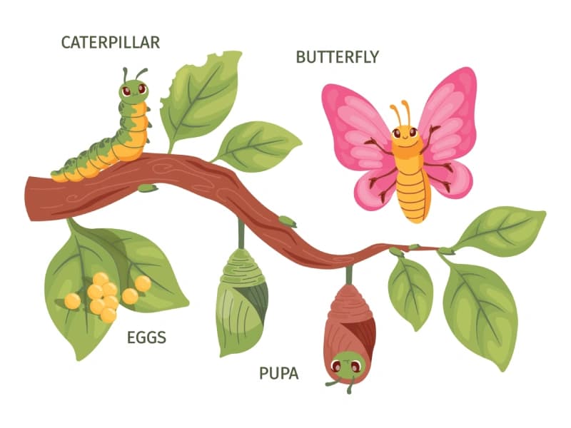 Butterfly Life Cycle Educational Wallpaper pattern detail