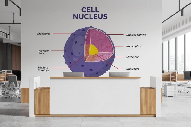 Cell Nucleus Educational Wallpaper shown in a room