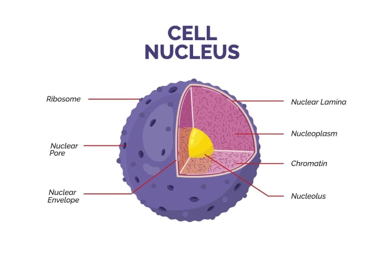 Cell Nucleus Educational Wallpaper pattern detail