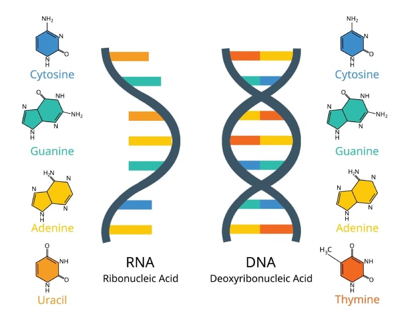 DNA & RNA Educational Science Wallpaper pattern detail