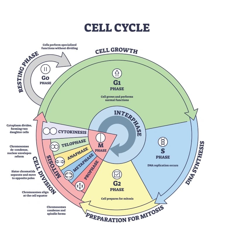 Educational Cell Cycle Diagram Wallpaper pattern detail