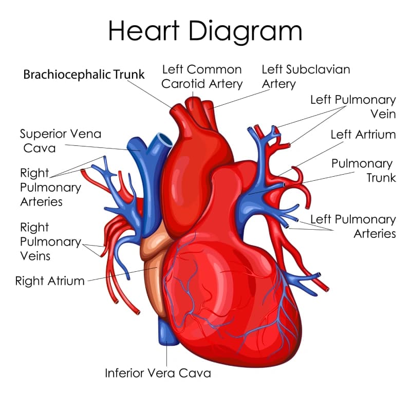 Educational Human Heart Diagram Wallpaper pattern detail