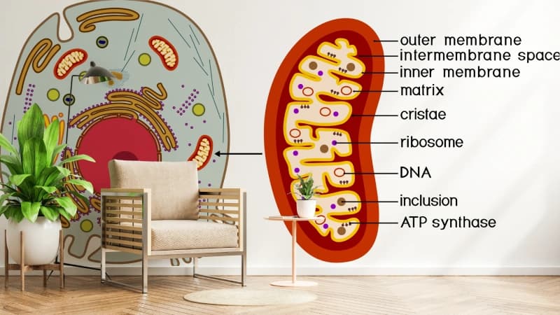 Educational Mitochondria Diagram Wallpaper shown in a room