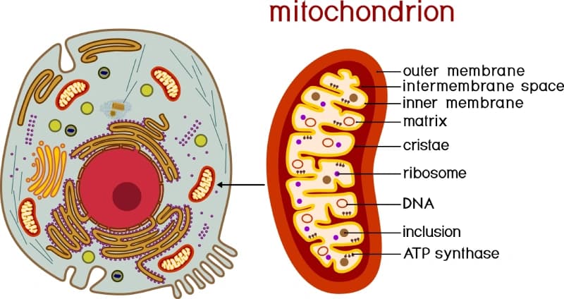 Educational Mitochondria Diagram Wallpaper pattern detail