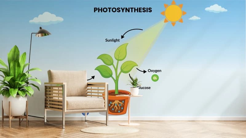 Photosynthesis Educational Wallpaper shown in a room