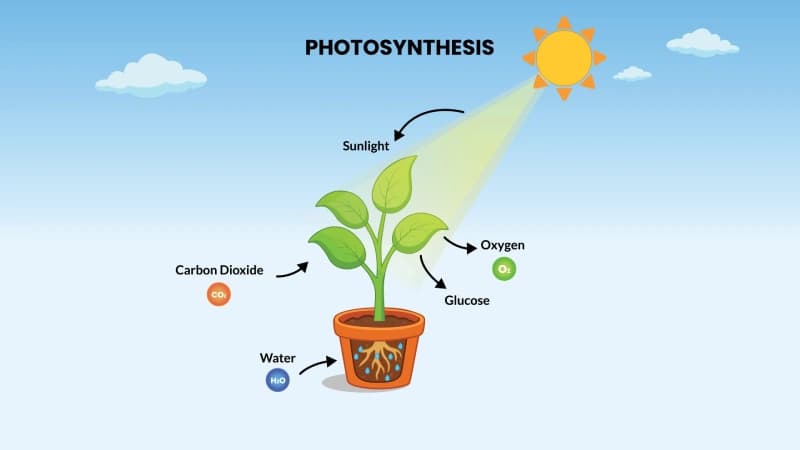 Photosynthesis Educational Wallpaper pattern detail