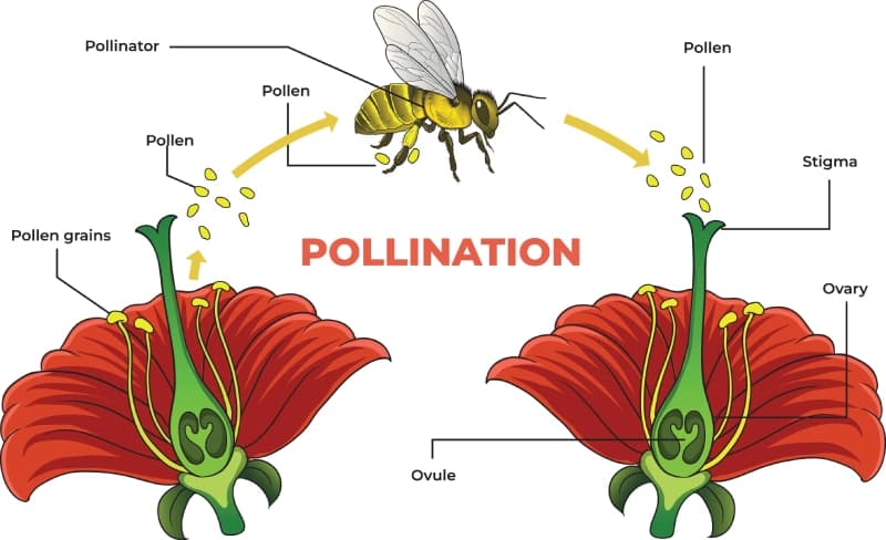 Pollination Process Educational Wallpaper pattern detail